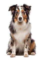 Wall Mural - border collie dog with bowl isolated on white