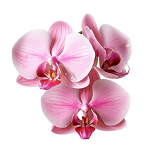 Pink Orchid Isolated On Transparent Background. Generative AI