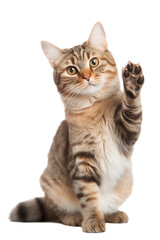 cat giving high five, isolated on white