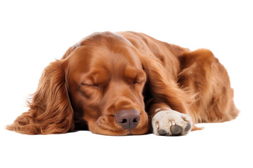 Wall Mural - sleeping dog isolated on white