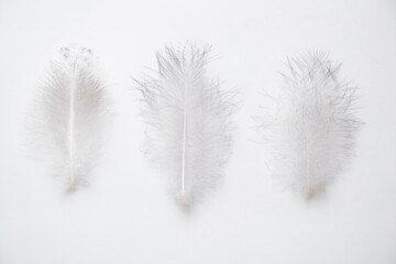  Three large bird feathers lie on a white background as a background