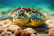 turtle on the coral reef