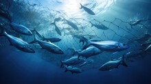 Underwater View With Fishing Net And School Of Tuna Fish