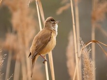 Great Reed Warbler On Dry Reeds.