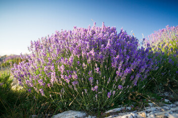 True lavender (lavandula angustifolia) in provence