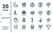 anatomy linear icon set. includes thin line foot, foot, heart, , bladder, skin, cartilage icons for report, presentation, diagram, web design