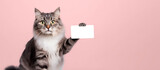 Fototapeta Zwierzęta - A gray cat holds a credit card in its paw.