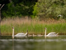 Adult Mute Swan With Babies On The Water, Close-up Photography, Green Scenery.