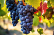 Closeup Of Red Wine Grapes Growing In Vineyard. Generative AI