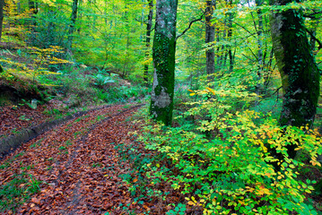 Wall Mural - Beech (Fagus sylvatica) with green and yellow leaves by early autumn