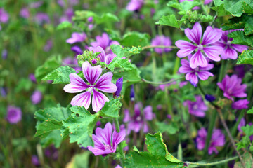 Canvas Print - Wild mallow flowers (Malva sylvestris), a species with medicinal