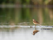 Wood Sandpiper Standing On A Sheet Of Water.