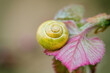 Snail on leaf in spring vine yard closeup. Yellow shell Cepaea nemoralis on pink leaf, soft focus