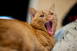 Yawning ginger cat, lying on a pillow. A domestic cat laying down to sleep in a comfortable pose