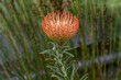 Orange flower of Pincushions or Leucospermum condifolium.