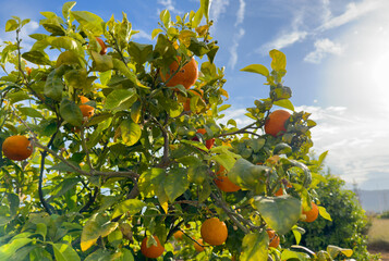 Orange mandarin tree. Orange tree in farm field. Vibrant orange citrus fruits in garden. Mandarin trees at farm plantation cultivated in Mediterranean. Harvest season in Spain. Tangerine plantation