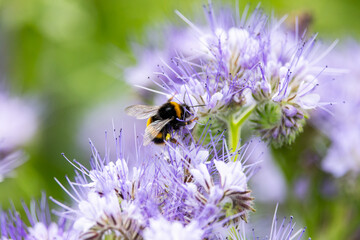 Bumblebee collects pollen nectar from 