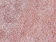 texture of carpet