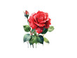 watercolor red rose vector illustration