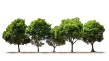 Collection Of Green Trees Isolated On Transparent Background. For Easy Selection Of Designs Png