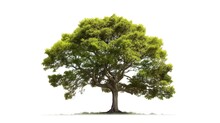 Green Tree Isolated On Transparent Background. For Easy Selection Of Designs Png