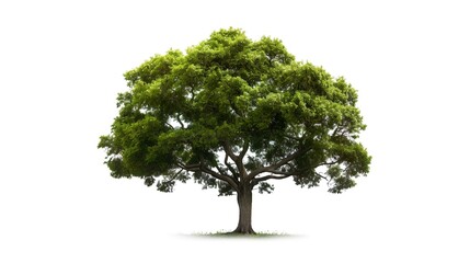 green tree isolated on transparent background. for easy selection of designs png