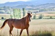 Chestnut horse in Yamhill Oregon with quizzical expression
