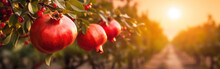 Fruit Farm With Pomegranate Trees. Branch With Natural Pomegranate On Blurred Background Of Pomegranate Orchard In Golden Hour On Sunset, Sunrise, Organic, Vitamin, Healthy Food Concept Generative AI 