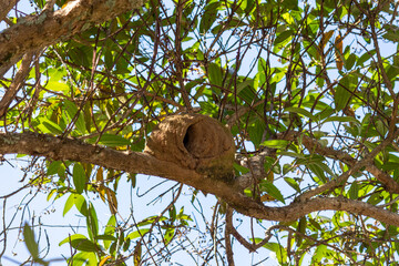 Wall Mural - Photograph of the Rufous Hornero nest on a tree branch.	