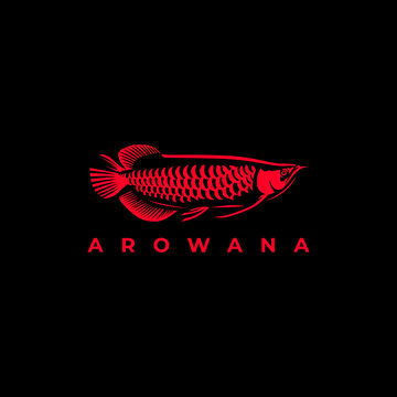 arowana fish vector on black background. fishing design illustration. vector art. freshwater aquarium fish
