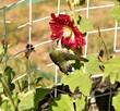Hummingbird feeding from red hollyhock flower in garden