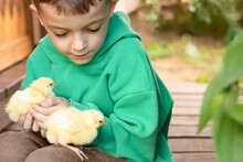 A Cute Boy In A Green Sweater Around Green Plants On The Wooden Stairs Smiles And Holds Yellow Chickens In His Hands. Close-up Portrait Of A Boy With Chickens. Friendship Between Man And Animals