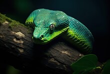 Emerald Serpent: A Green Snake On A Tree.
