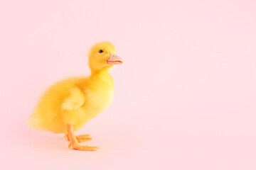 Wall Mural - Cute duckling on pink background