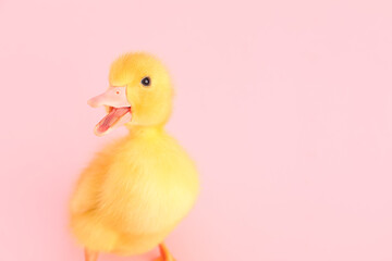 Wall Mural - Cute duckling on pink background