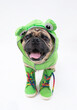 Smiling pug dog wearing a green frog rain coat and green rain boots