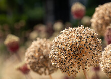 Spring Flowering Allium Dried And Decayed Seed Heads, Photographed In Mid Summer In Wisley Garden, Surrey, UK
