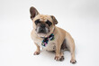 Cute French Bulldog sitting in a studio on a white background