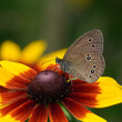 The ringlet butterfly (Aphantopus hyperantus) on garden flowers in summer