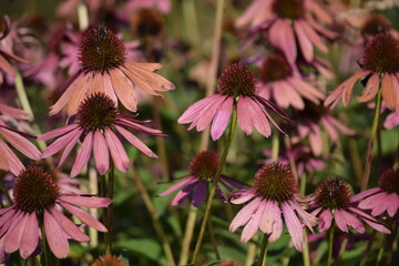 flowers in the garden