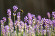 Wildbiene an Lavendel