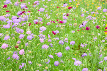 Field Scabious also known as a pincushion flower is a herbacious perennial in the honeysuckle family.