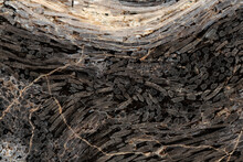 Closeup Of Fossilized Palmwood Textured Background