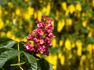 Red flower blossom with blurred yellow plant background