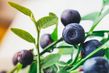 A lot of ripe blueberries in the wild on branches. Blueberry bush with berries on it. Ripe blueberries in forest. Macro shot.