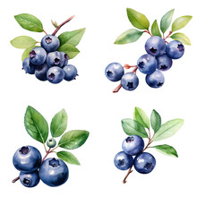 Set Of Blueberry Berries In White Background With Watercolor Style Illustration.