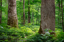 Old Growth Tulip Polar Trees Line A Path In The Joyce Kilmer Memorial Forest, North Carolina