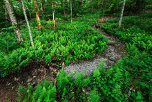 A Grey Path Winds Through Fern Undergrowth In An Old Growth Forest On Little Scaly Mountain, North Carolina
