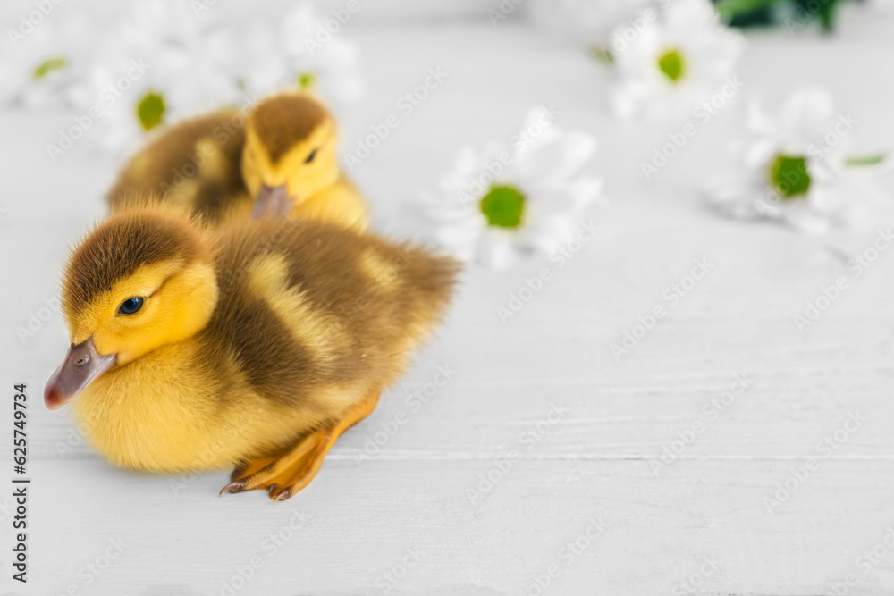 Cute ducklings and chamomile flowers on white wooden background