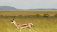 Slow Motion Shot Of African Animal Gazelle Running And Skipping As It Leaps Leaping Across The Plain Amongst Tall Grass, Africa Safari Animals In Masai Mara African Wildlife In Maasai Mara